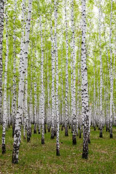verde primavera abedul bosque, paisaje
 - Foto, imagen