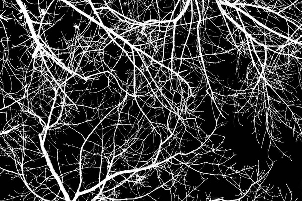 árbol ramas silueta blanca sobre fondo negro
 - Foto, Imagen