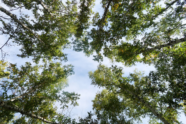θέα στο δάσος σημύδας προς τον ουρανό, φθινόπωρο, φύση - Φωτογραφία, εικόνα