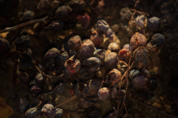 After harvesting in October, some grapes remain on the vine and dried out. - 写真・画像
