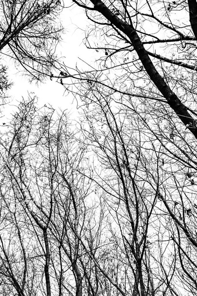Sílhueta de ramos de árvore no fundo branco - Foto, Imagem