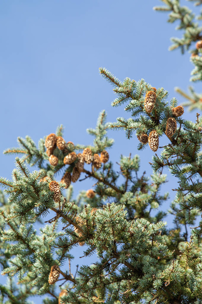cones de pinheiro e ramos em abeto azul
 - Foto, Imagem