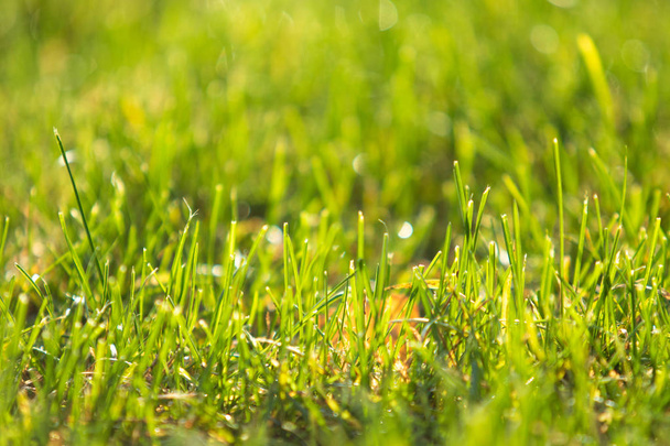 zelené trávě rozmazané pozadí bokeh - Fotografie, Obrázek