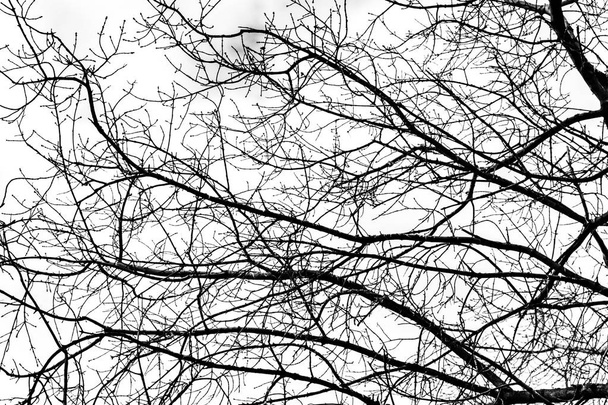 Beyaz arkaplanda ağaç dalları silueti - Fotoğraf, Görsel