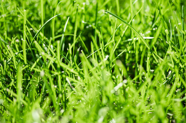 grama verde com um fundo borrado bokeh
 - Foto, Imagem