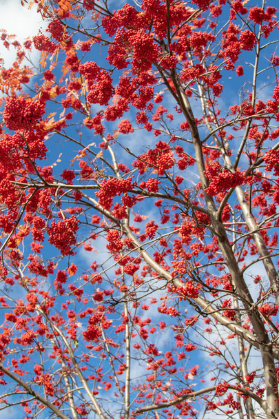 automne arbre ashberry couleurs vives de la nature
 - Photo, image