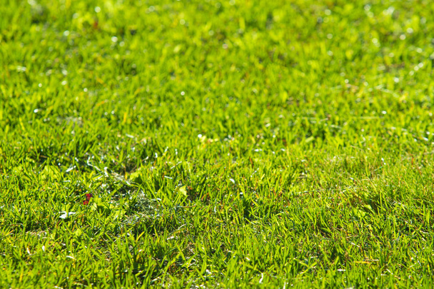 yeşil çim arka plan odak merkezi - Fotoğraf, Görsel
