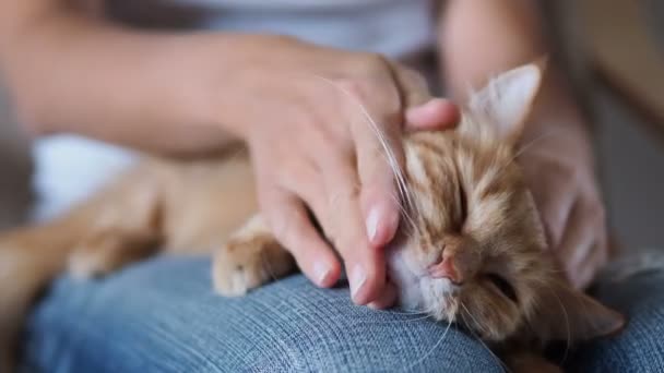 Cute ginger cat sleeping on knees. Fluffy pet dozing , woman in torn jeans strokes her pet. Cozy home. - Felvétel, videó
