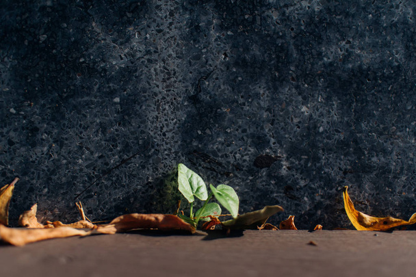 Kis hajtás növény nő, a sarokban a padlózatra. Koncepció a növekvő. - Fotó, kép