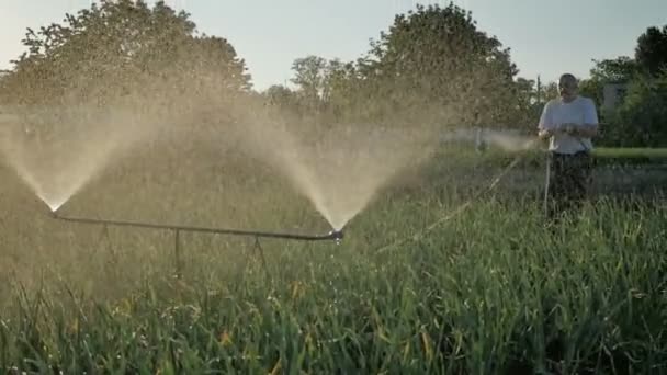 庭で栽培の植物に水をまく - 映像、動画