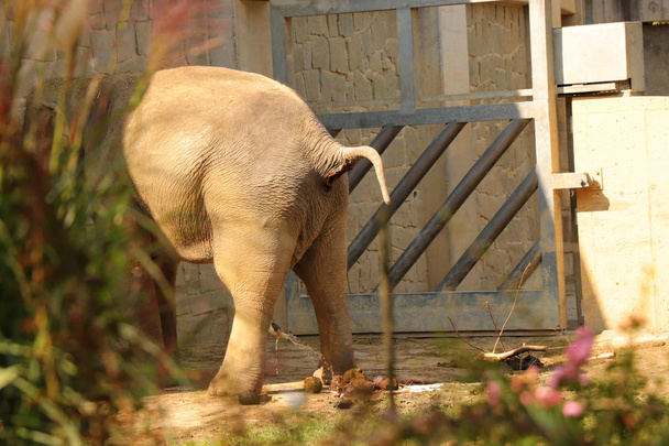 Un elefante asiatico è bisognoso nel parco dietro il cespuglio. Vediamo solo culo ed escrementi a terra
. - Foto, immagini