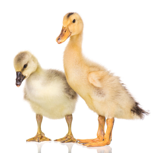 Cute newborn gosling and duckling - Photo, Image