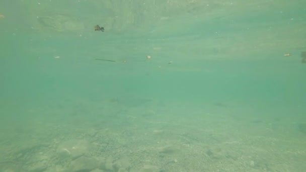 Vedenalainen video mukavasta jokilaaksosta. Uinti lähellä makean veden kaloja Chub
 - Materiaali, video