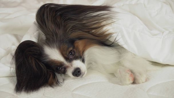 Hermoso perro Papillon se encuentra debajo de la manta en la cama y mira a su alrededor
 - Foto, imagen