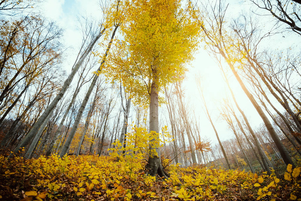 automne forêt fond vue
 - Photo, image