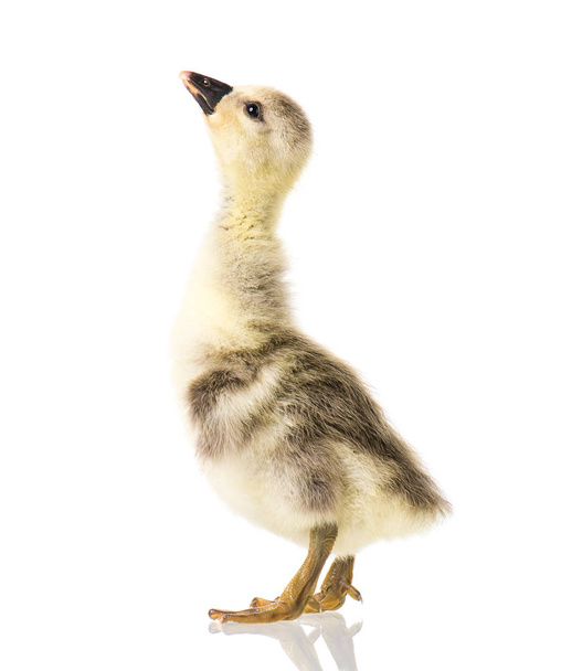 Aranyos újszülött gosling - Fotó, kép