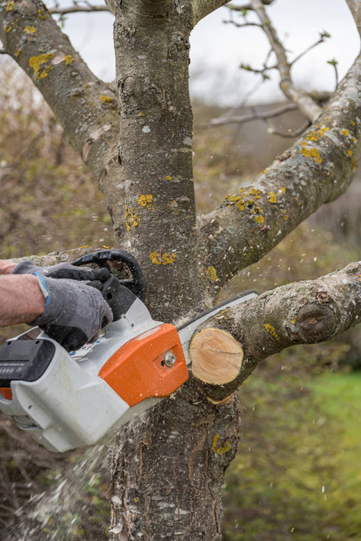 Jardineiro corta com árvore de fruto motosserra - close-up
 - Foto, Imagem