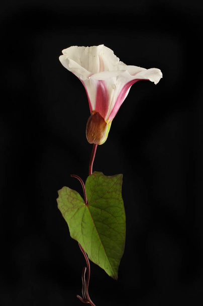 Bindweed,Convolvulus arvensis, flower and leaf isolated against black - Φωτογραφία, εικόνα