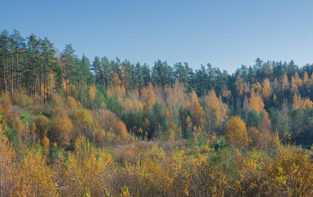 Autumn scenery. Beautiful gold fall in forest. - Fotoğraf, Görsel