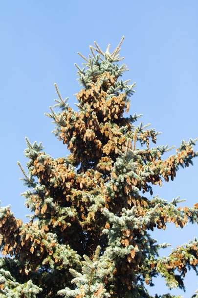pine cones on blue spruce - Photo, Image
