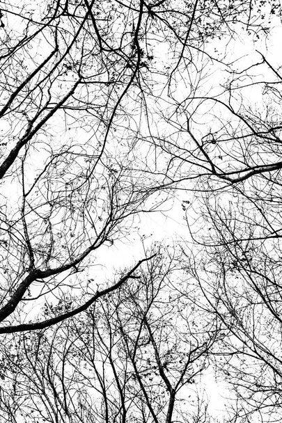 Η σιλουέτα των κλαδιών δέντρων σε λευκό φόντο - Φωτογραφία, εικόνα