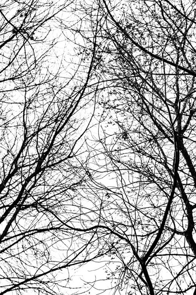 гілки дерева силует на білому тлі
 - Фото, зображення