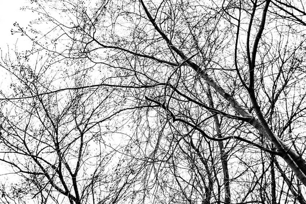 Sílhueta de ramos de árvore no fundo branco - Foto, Imagem