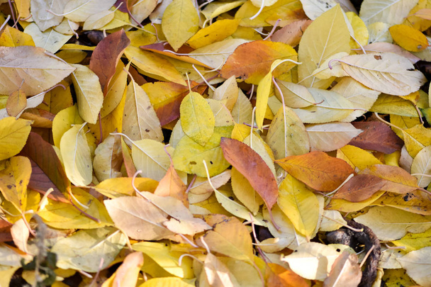 Цветные осенние листья. Падшие листья фона
. - Фото, изображение