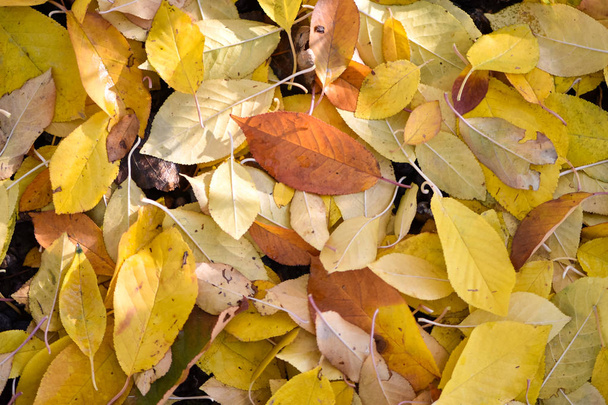 Kolorowych liści jesienią. Opadłych liści tło. - Zdjęcie, obraz