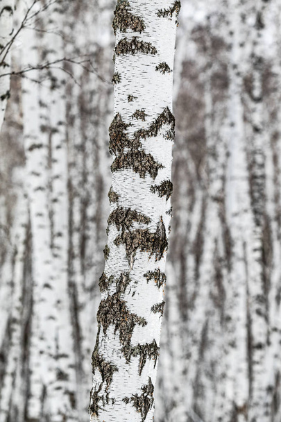 floresta de bétula, tronco de árvore perto, inverno
 - Foto, Imagem