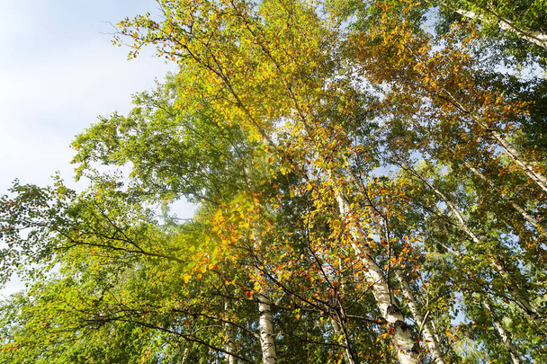 birch forest view to the sky, autumn nature - Foto, Imagem