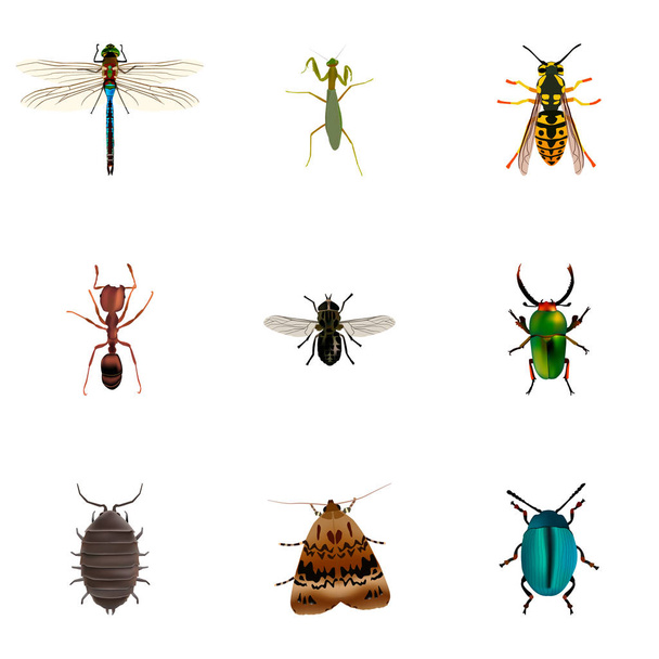 Conjunto de símbolos realistas de insetos com insetos, insetos, traças e outros ícones para o design do logotipo do aplicativo móvel da web
. - Vetor, Imagem