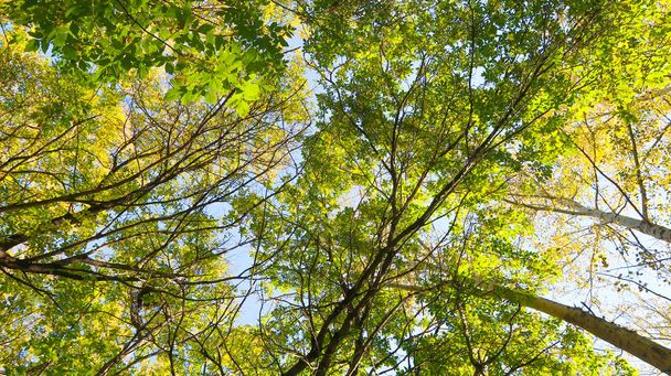 hojas de árboles vista desde abajo en el cielo, paisaje otoñal
 - Foto, Imagen
