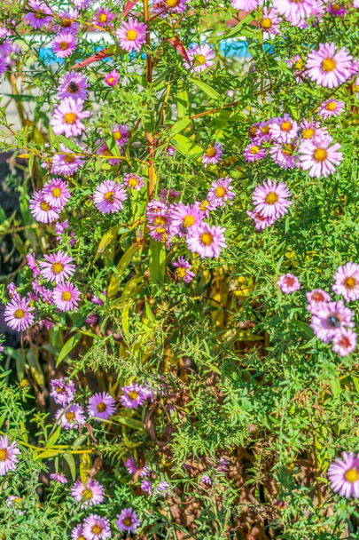 flores púrpura arbusto cerca de margaritas
 - Foto, Imagen