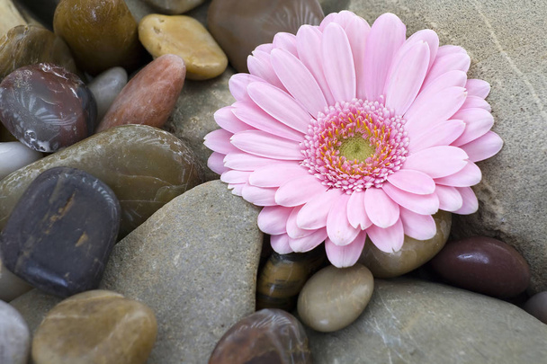 pink gerber on river stones - Foto, imagen