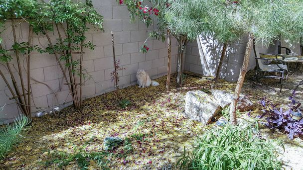 Palo Verde e Oleander flores e folhas cobrindo quintal terrenos após a primavera surto de vento e intrigante casa gato com o colorido mes
 - Foto, Imagem