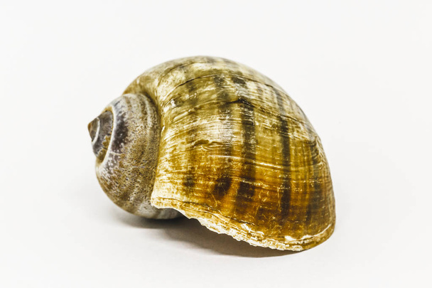 Shell with isolated background. - Photo, image