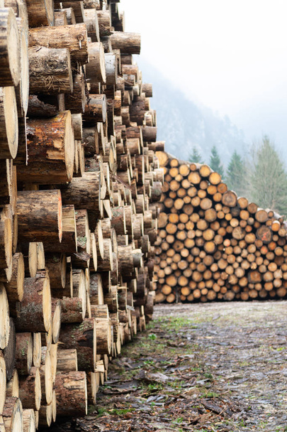 Enormes pilhas de grandes troncos de abeto descascado em madeira serrada
 - Foto, Imagem