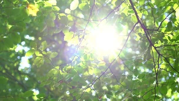 Árbol del bosque y hojas verdes brillando a la luz del sol, lente vintage video
 - Metraje, vídeo