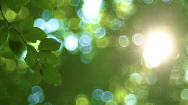 Árbol del bosque y hojas verdes brillando a la luz del sol, lente vintage video
 - Imágenes, Vídeo