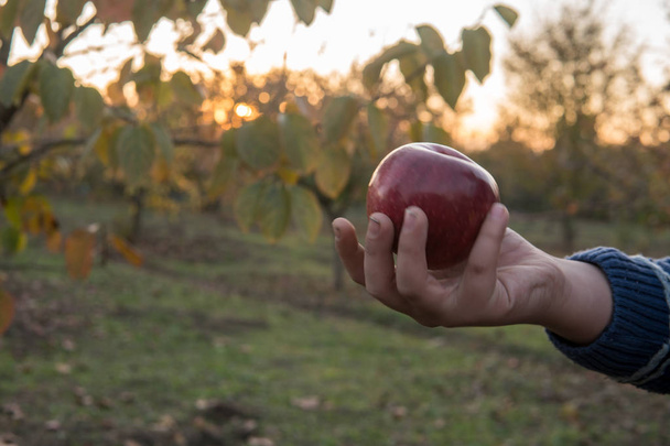 Houden van een vers geplukte, rode appel in een boomgaard. - Foto, afbeelding
