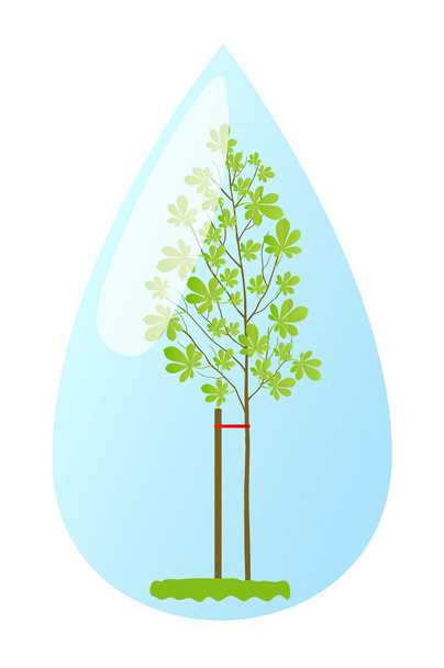 jonge plant kastanjeboom in water drop vector achtergrond ecolog - Vector, afbeelding