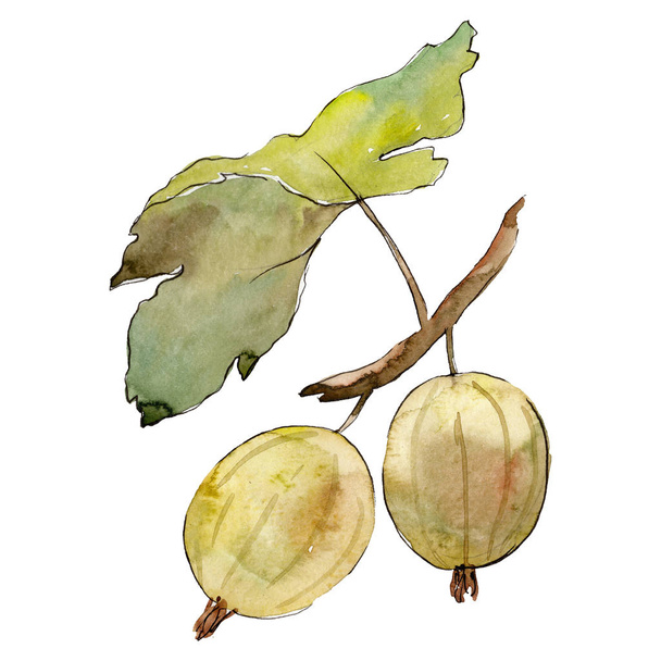 Isolated green gooseberry illustration element. Green leaf. Watercolor background illustration set. - Foto, Imagem