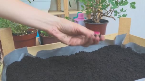 Woman taking care of home grown plants. - Materiaali, video