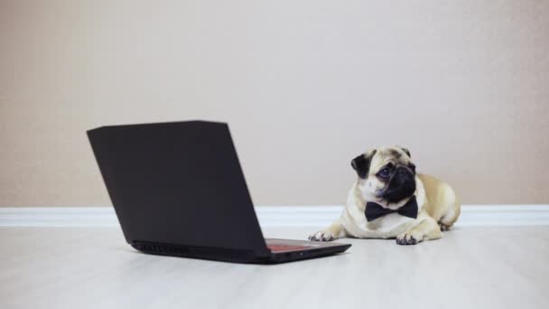 A cute pug dog looks at the screen of a laptop computer, dressed in a butterfly, watching a movie, tired - Záběry, video