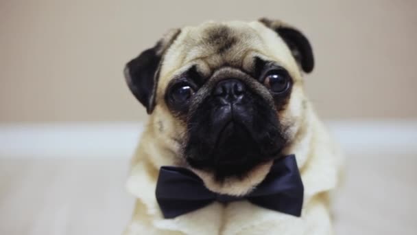Close-up portrait of elegant funny pug dog sits dressed in a bow tie for a wedding or as an office worker - Footage, Video
