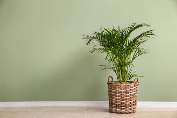 Palme décorative Areca près du mur de couleur
 - Photo, image