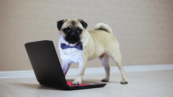 Elegantní Mops pes pracuje v notebooku, oblečený v butterfly, sledovat film, tlapky na klávesnici - Záběry, video