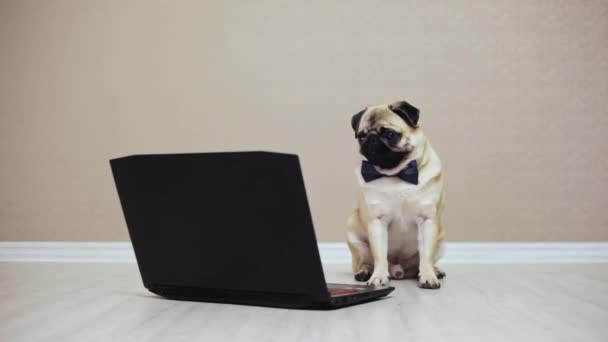 Pies słodkie mops, oglądania filmu siedzi przed komputerem, ubrany w motyla - Materiał filmowy, wideo