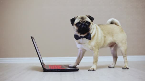 Ένα χαριτωμένο pug σκυλί που εργάζονται σε ένα φορητό υπολογιστή, ντυμένος με μια πεταλούδα, βλέποντας μια ταινία - Πλάνα, βίντεο